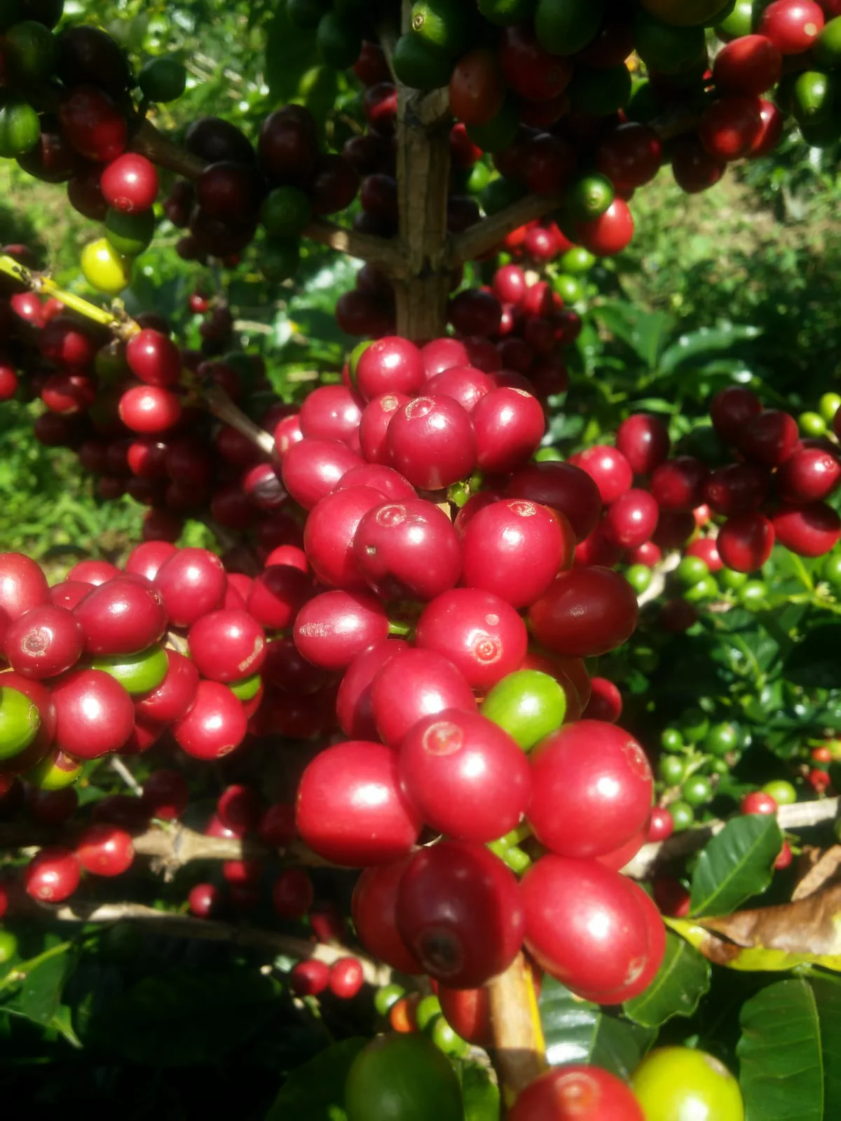 Peru - Rutas del Inca (Special offering)