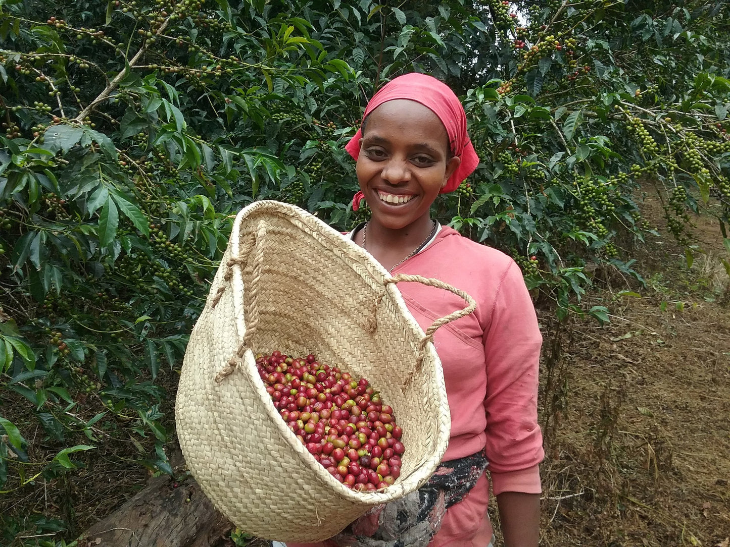 Ethiopia - Limmu Kossa (Special offering)