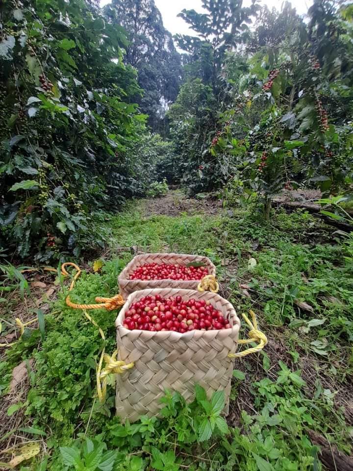 Oaxaca - Guevea de Humboldt