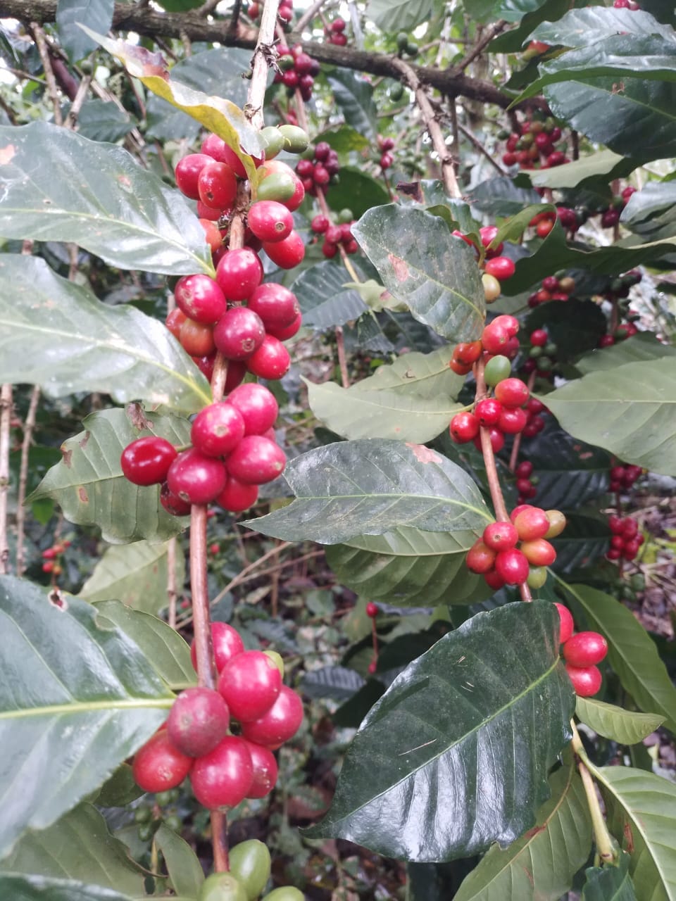 Oaxaca - Guevea de Humboldt