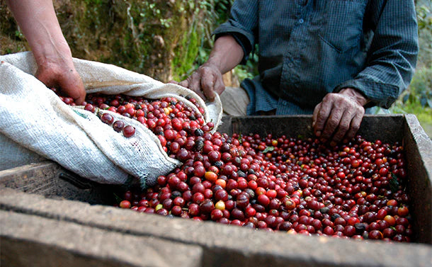 Ethiopia - Limmu Kossa (Special offering)